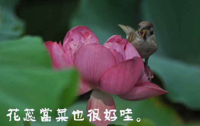 北京紫竹园公园的鸟类——雀儿的表情