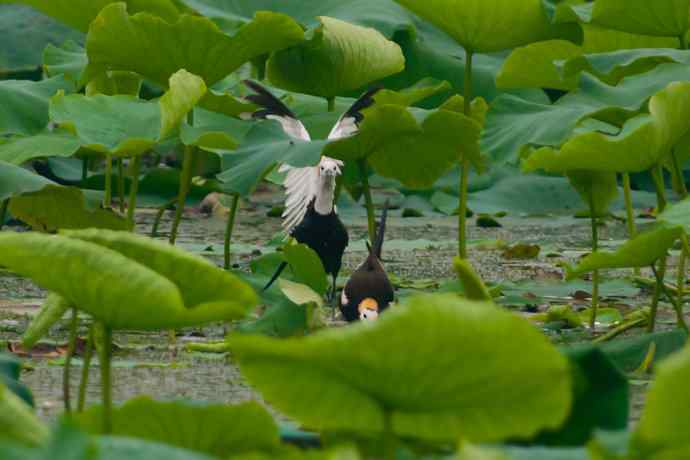 水雉 wbr荷塘里的温柔乡 水雉 wbr荷塘里的温柔乡