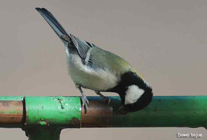 翩然红翅和十渡的那些鸟