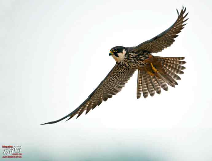 官厅水库&nbsp;wbr路&nbsp;wbr再拍燕隼