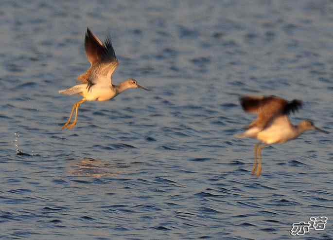 河北乐亭&nbsp;wbr路&nbsp;wbr林鷸