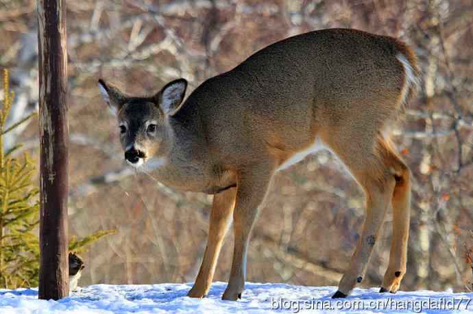 红松鼠与白尾鹿