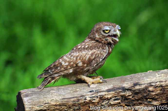 纵纹腹小鸮（1）