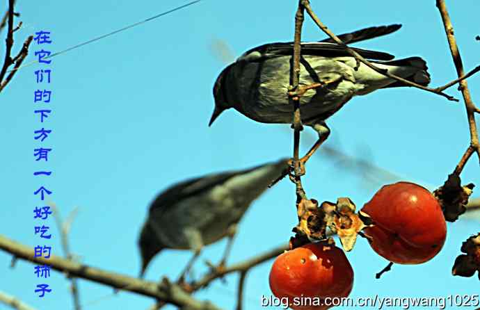 图片故事（抓拍）