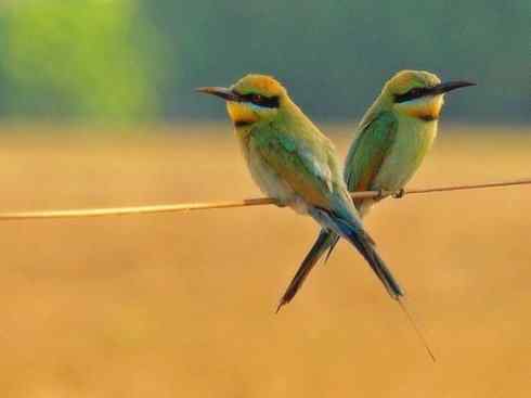 绝色攀禽：佛法僧目之蜂虎3