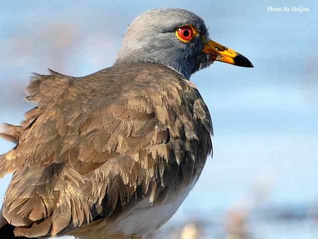风乍起 wbr吹皱一湖碧水(观赏灰头麦鸡)