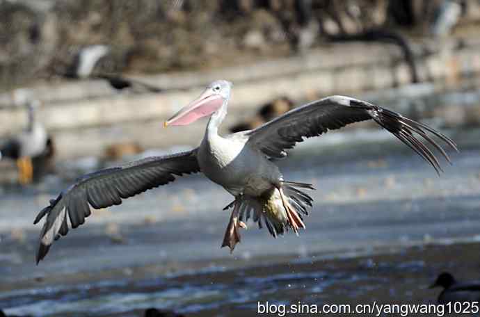 飞(鹈鹕)1 飞(鹈鹕)1