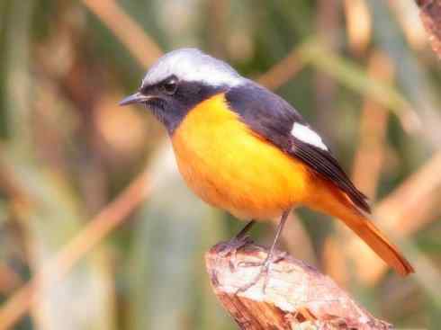 家禽驯化之源之二十七