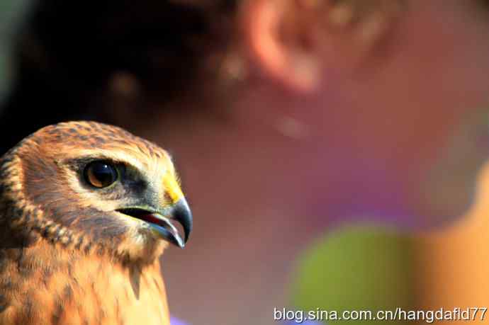 雄鹰与美女