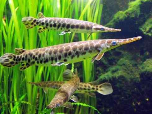 鱼类活化石：鳄雀鳝