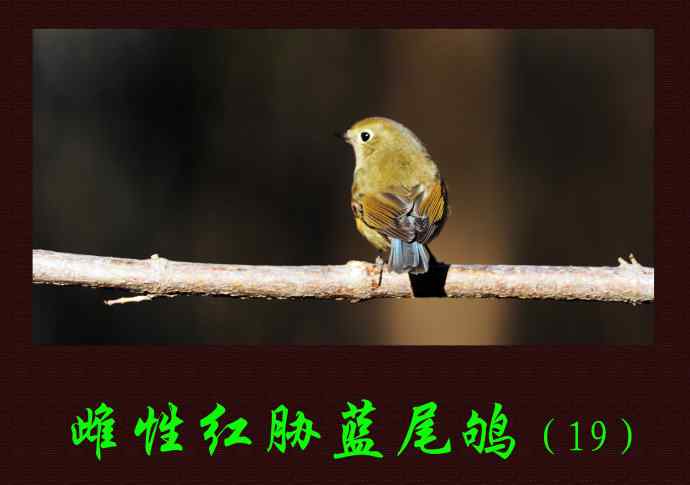 雌性红胁蓝尾鸲（19）