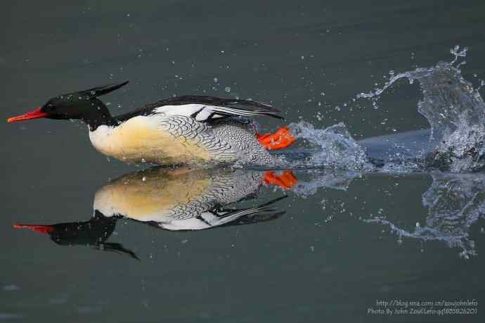 千里追寻中华秋沙鸭