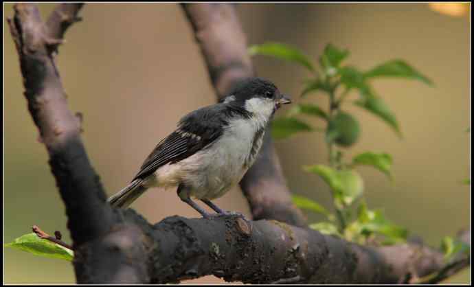 大山雀有儿初长成
