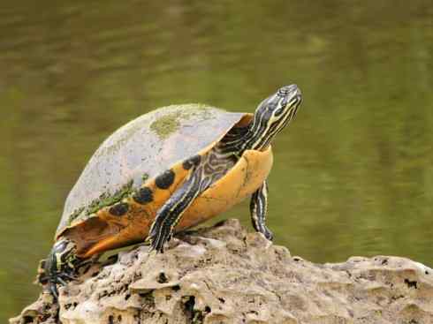 玄武：传说的兽原型探秘（水龟）