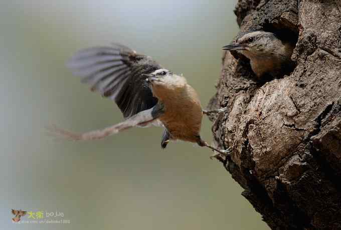 黑头鳾：放飞春天