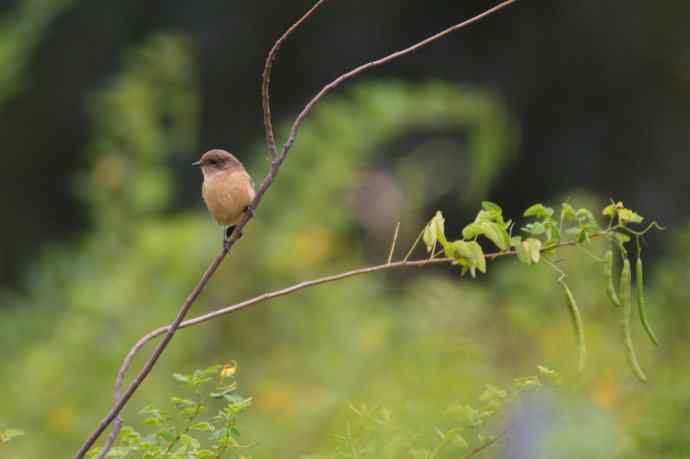 近几天拍到的鸟（拍鸟季来了鈥斺敼！）