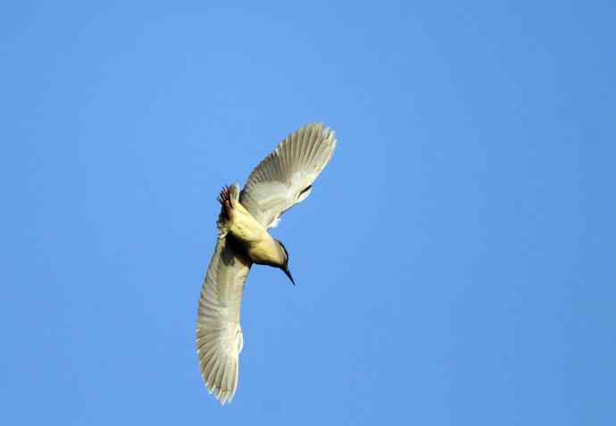 飞(夜鹭)60 飞(夜鹭)60