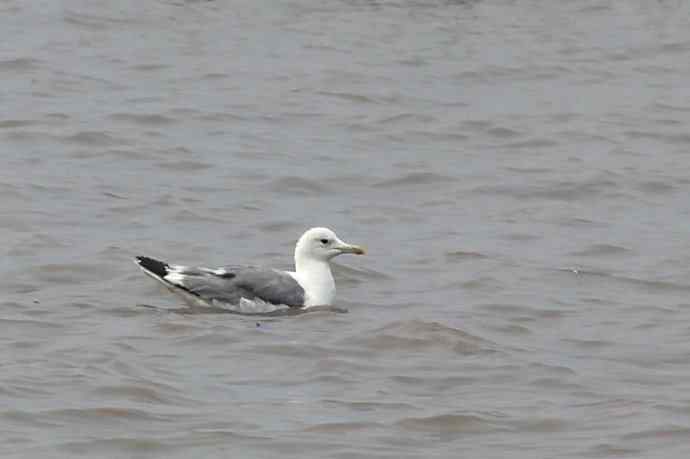 摄鸟拾趣（二十四） wbr wbr黄脚(银)鸥