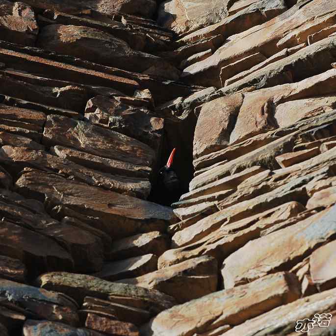 四川松岗&nbsp;wbr路&nbsp;wbr红嘴山鸦