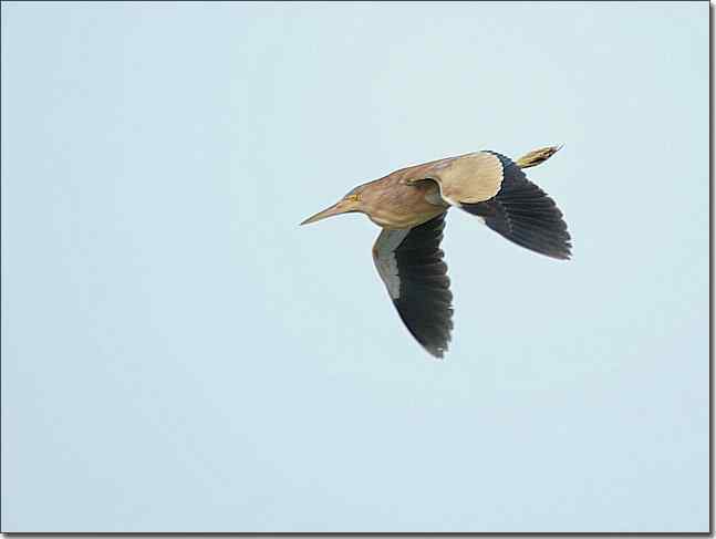 奥体公园观赏黑水鸡