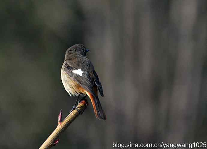 第一场春雨之后 wbr3
