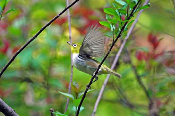 北京天坛公园的鸟类——红胁绣眼鸟（10）