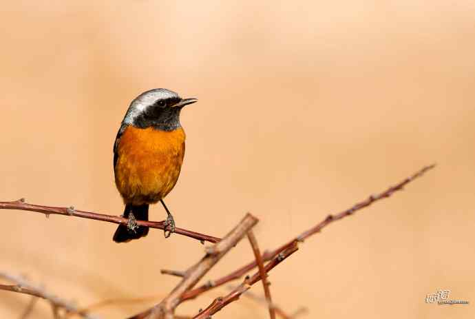 小鸟北红尾鸲&nbsp;wbr♂