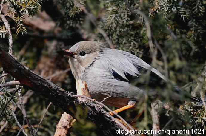 丝光椋鸟树上的尴尬(天坛)