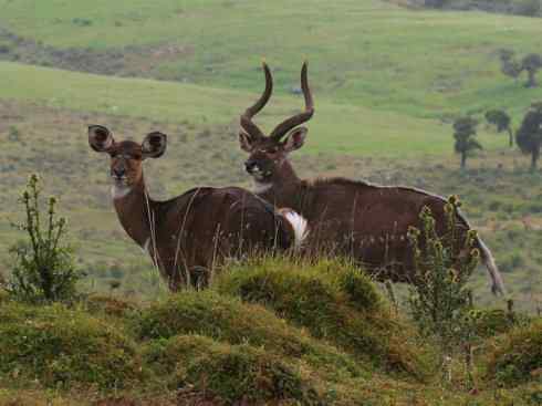 麒麟：传说的兽原型探秘（紫羚）