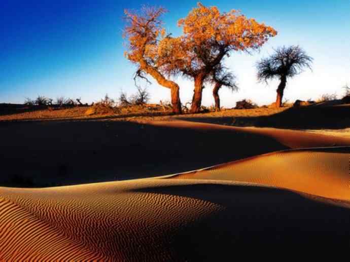 鱼类活化石：齿蝶鱼