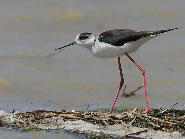 野鸭湖拍摄纪实(牛背鹭黄鹡鸰长脚鹬)