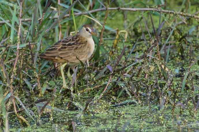 白眉田鸡——中国大陆新记录