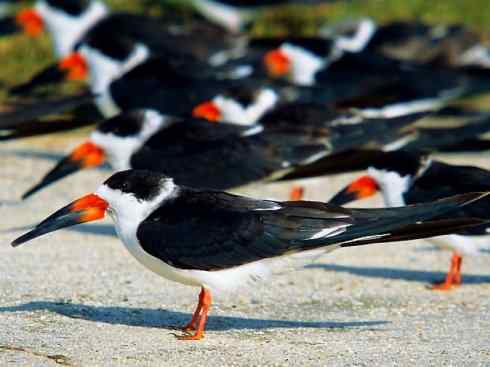 奇特的盔：白鞘嘴鸥