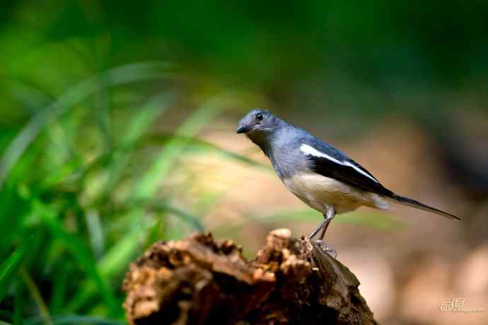 轻寒薄暖，再上川西