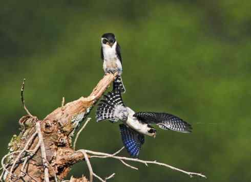 鸟类之最：小隼