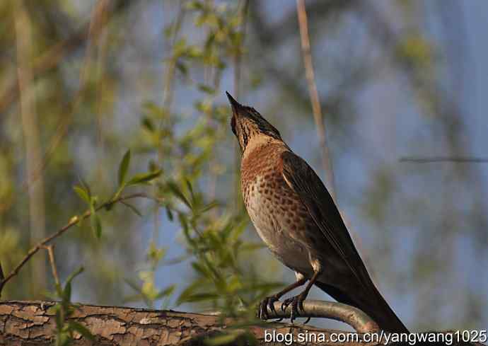 自然和谐的日坛公园（斑鸫）