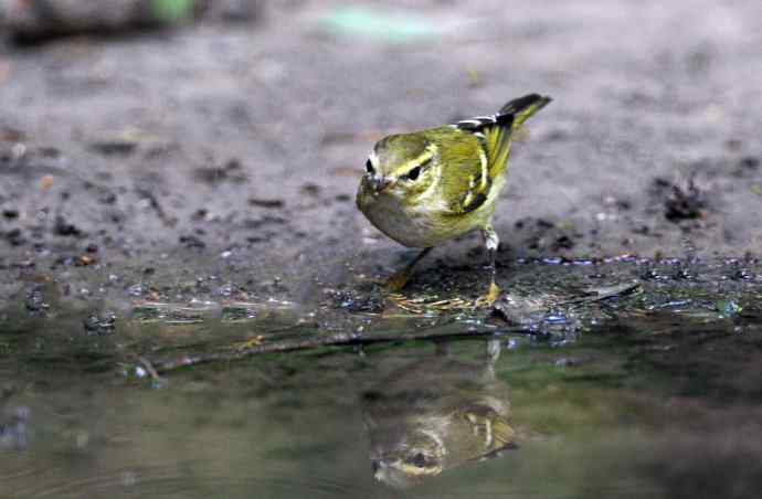 黄眉柳莺（17）