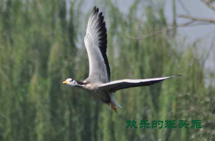 欢乐的斑头雁
