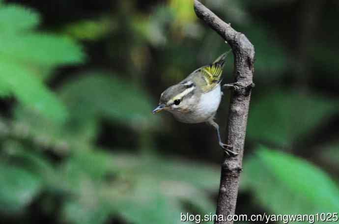 黄眉柳莺（15）