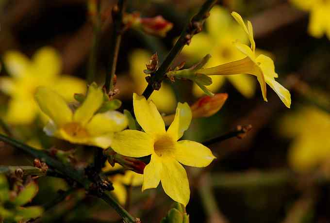 莲花池四月的花鸟