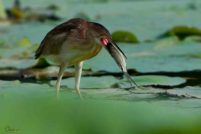 黄小鹭的那点渔乐事儿 黄小鹭的那点渔乐事儿