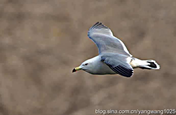 飞（海鸥）10