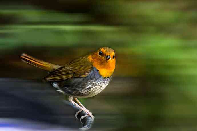 打鸟归来收获多多   (5）日本歌鸲