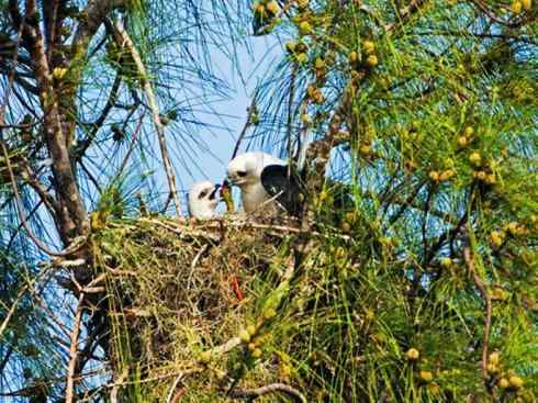 白头鸟系列：另类的美丽（燕尾鸢）