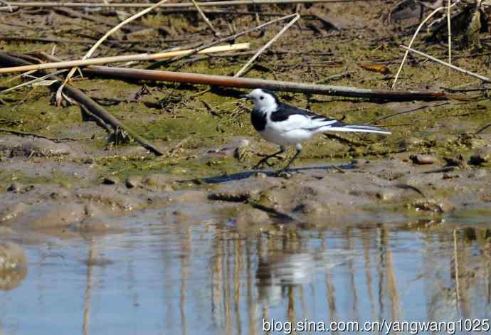 湖畔的白鹡鸰 wbr1