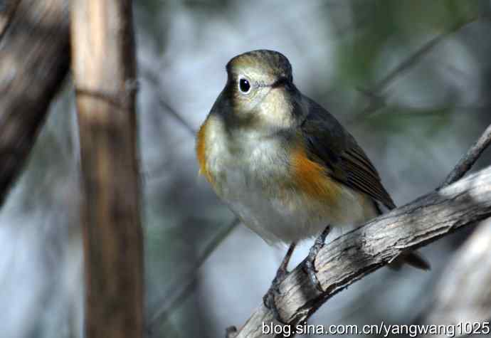 野生鸟（红肋蓝尾鸲）2