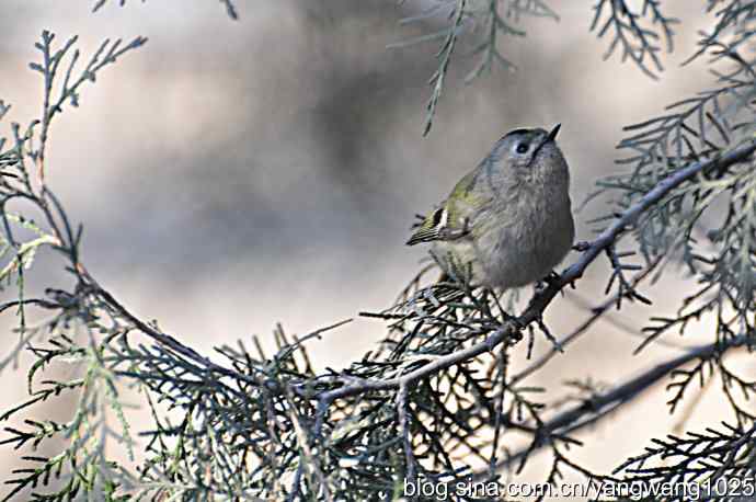 柏树丛中的戴菊 wbr2 柏树丛中的戴菊 wbr2