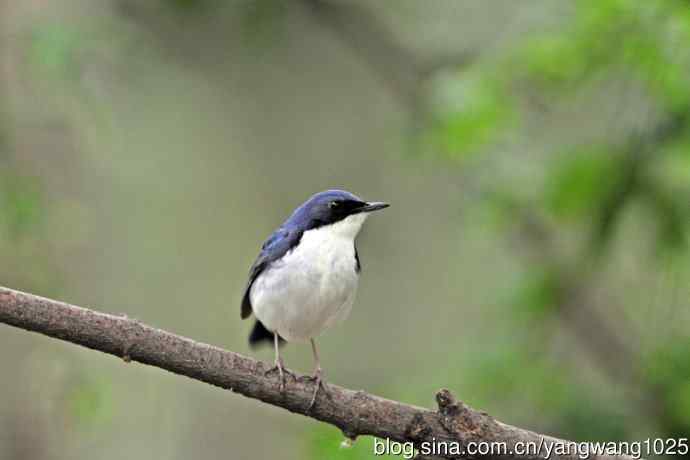 雄性蓝歌鸲（13）