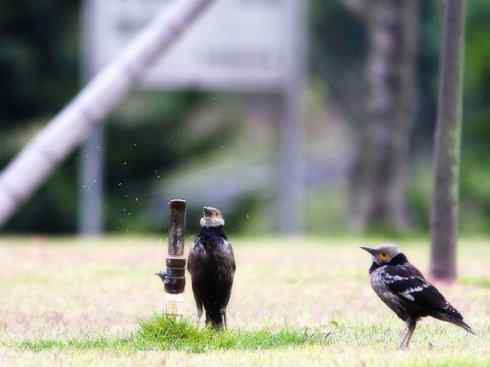 白头鸟系列:另类的美丽5 白头鸟系列:另类的美丽5