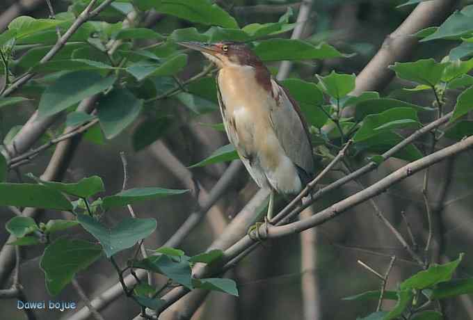 再拍:白眉.紫背和黄鹂 再拍:白眉.紫背和黄鹂
